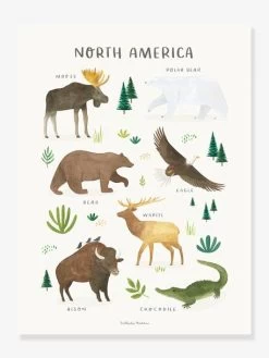 Affiche Animaux D'Amérique Du Nord Living Earth LILIPINSO Marron - Lilipinso